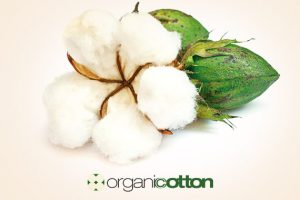organic-cotton-570x400